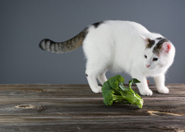 Czy koty mogą jeść brokuły?