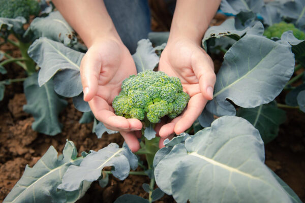 Jak hodować brokuły?